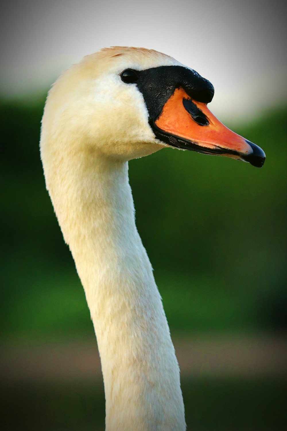 a white duck with a yellow beak