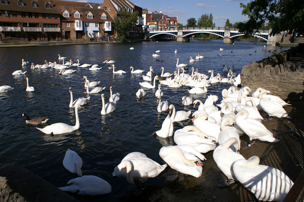 a group of white birds in a body of water