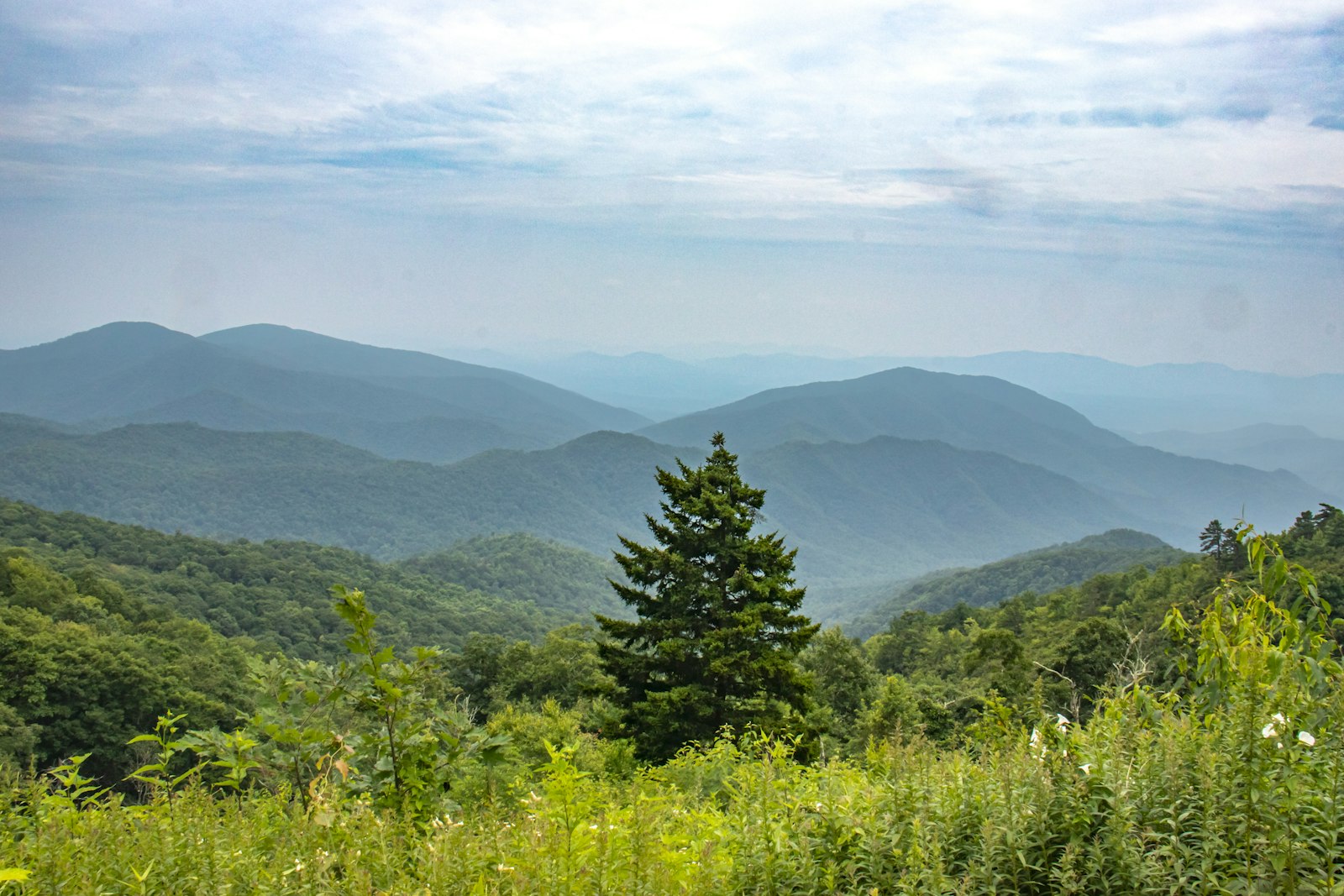 Layers of forested blue-green ridges fading into haze beyond a lone spruce and a meadow of tall summer wildflowers