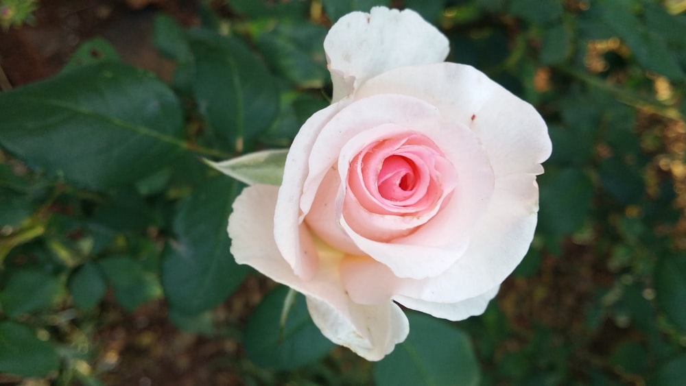 a pink rose with green leaves