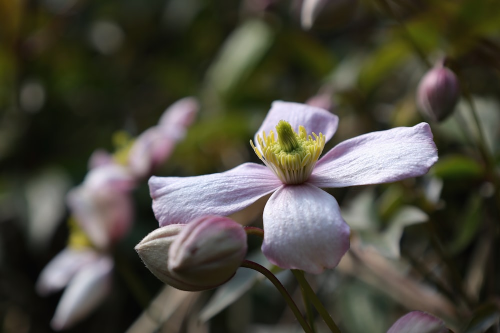 a close up of a flower