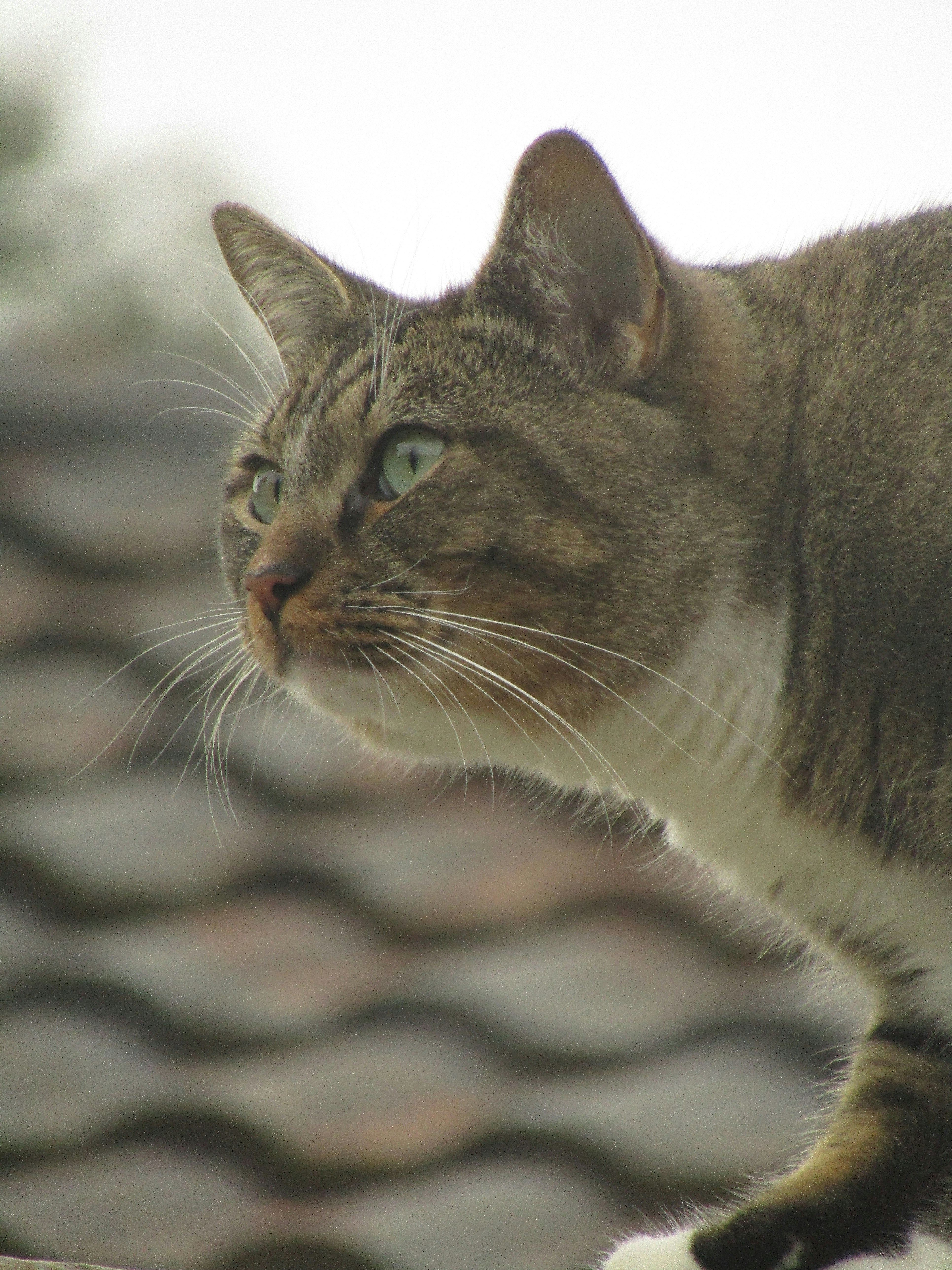 a cat lying on a blanket