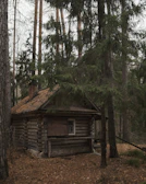 A cozy handmade shelter nestled among dense pine woods.