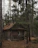 Cozy wooden tendomek nestled among tall pine trees in Poleski National Park.