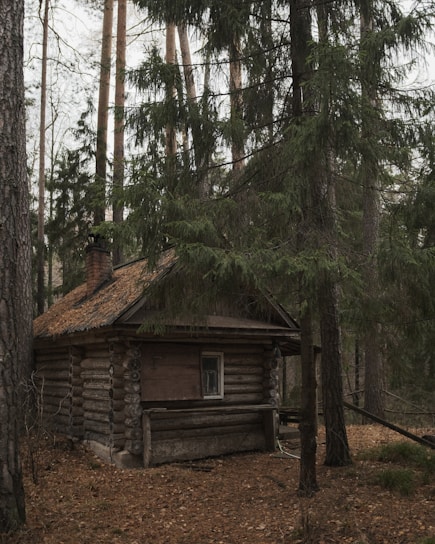 Cozy rustic cabin nestled among tall pine trees at Miners' Camp in Murfreesboro, Arkansas.