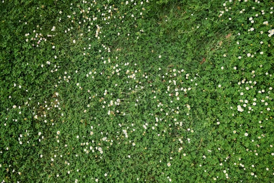 a field of grass with small white flowers
