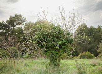A field with a tree that has sparse branches and a dense cluster of green leaves in the middle, set against a background of other trees and a partly cloudy sky.