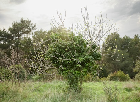 A field with a tree that has sparse branches and a dense cluster of green leaves in the middle, set against a background of other trees and a partly cloudy sky.