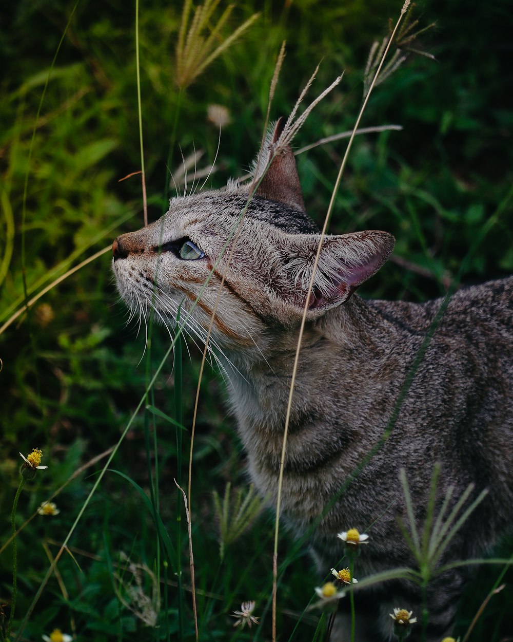 a cat in a bush