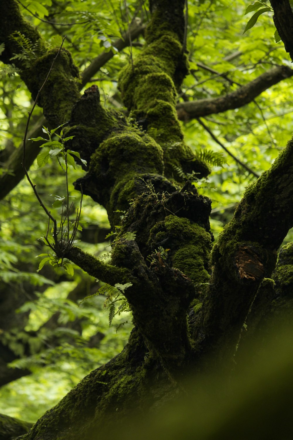 a tree with moss on it