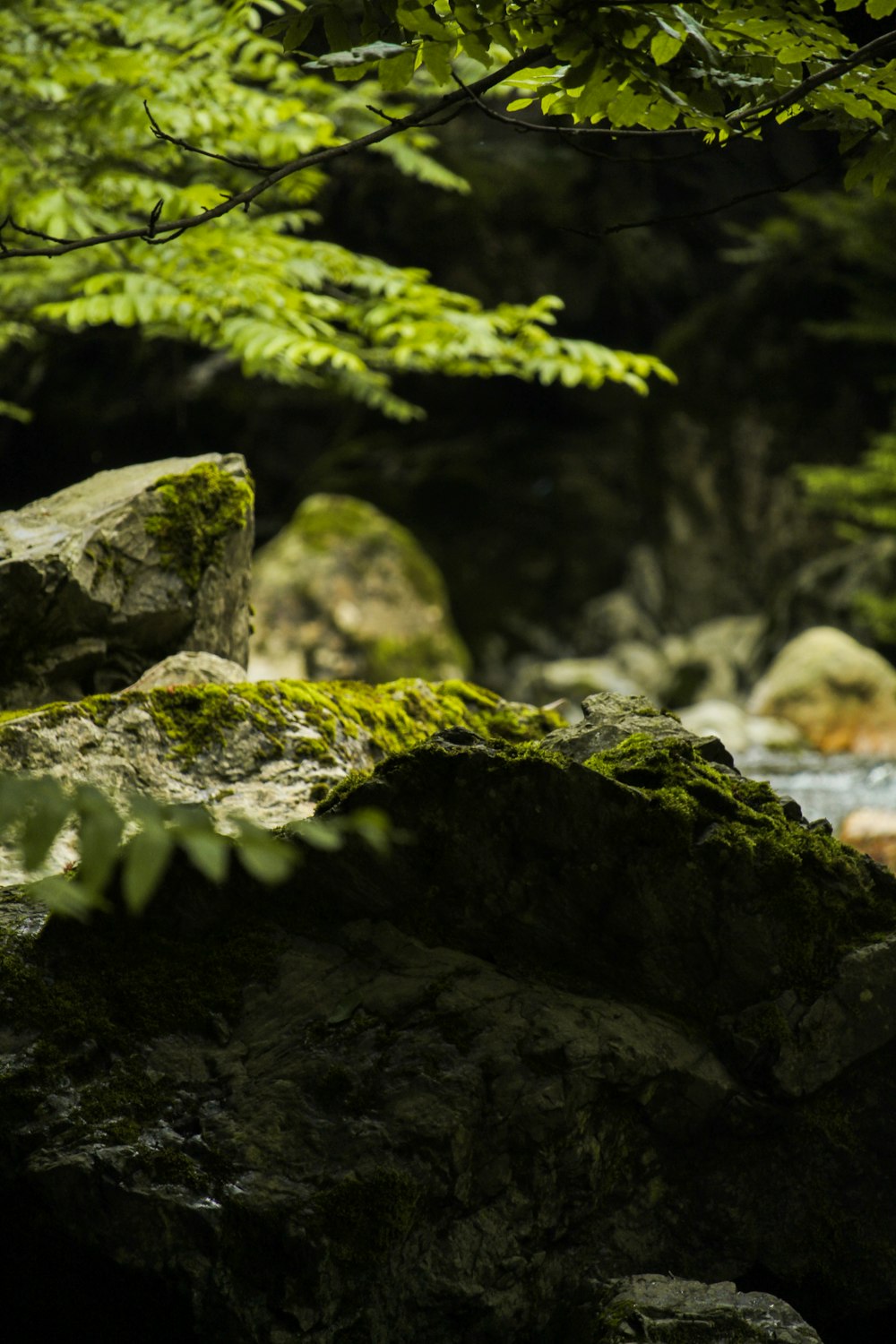 a tree branch over a rock