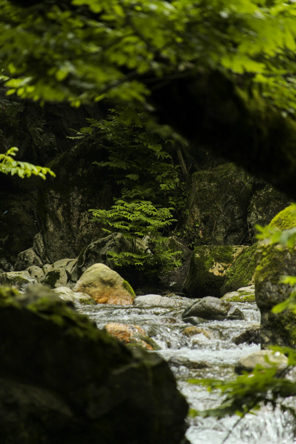 une rivière qui coule à travers une forêt