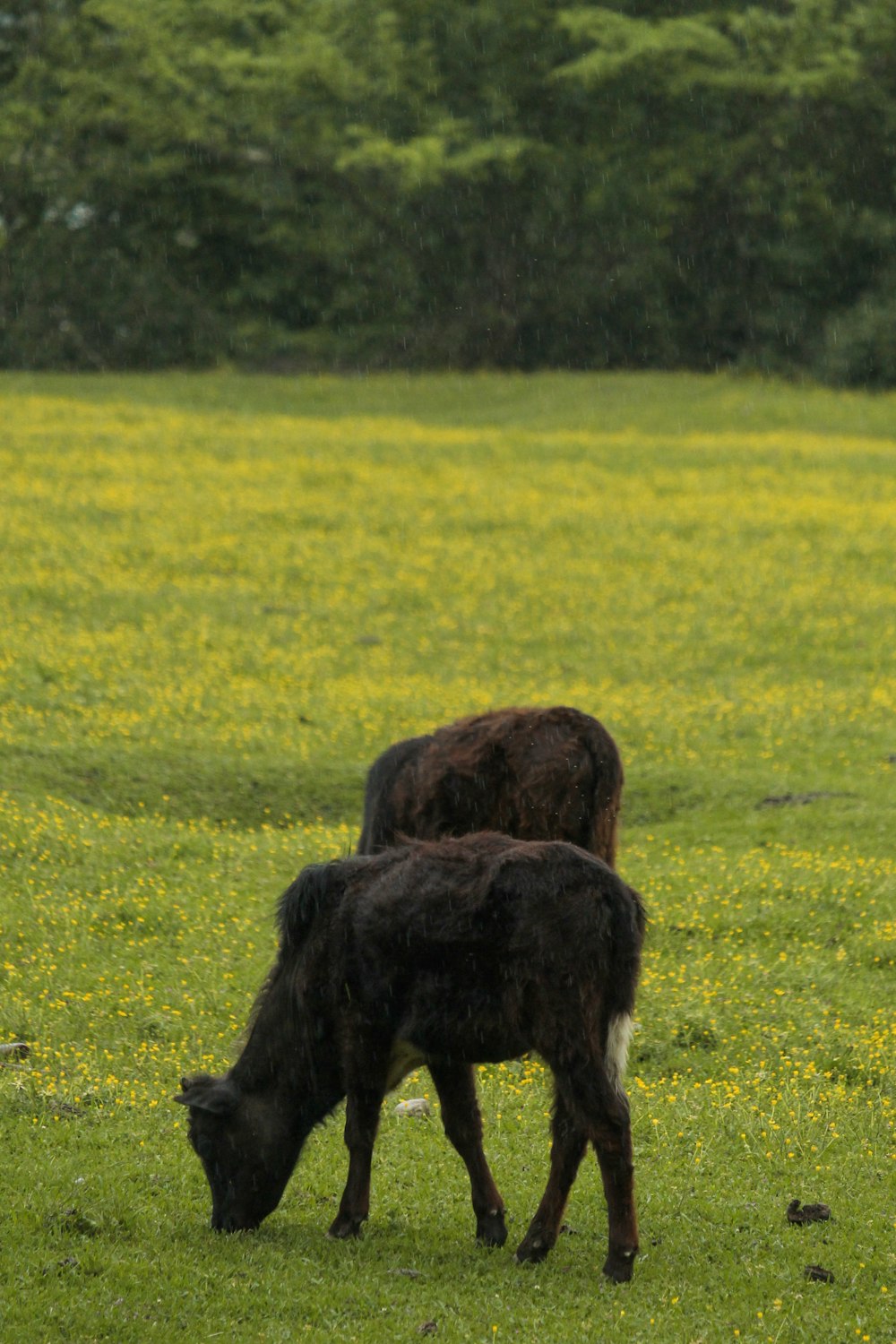 a couple of horses graze in a field