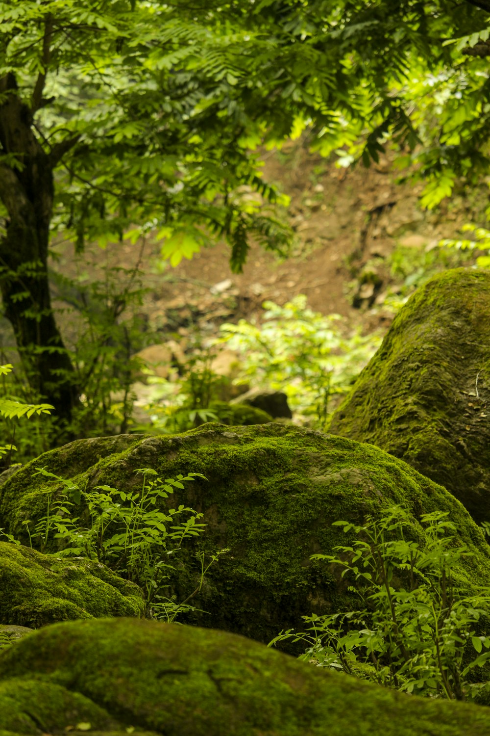 Une zone rocheuse avec de la mousse et des arbres