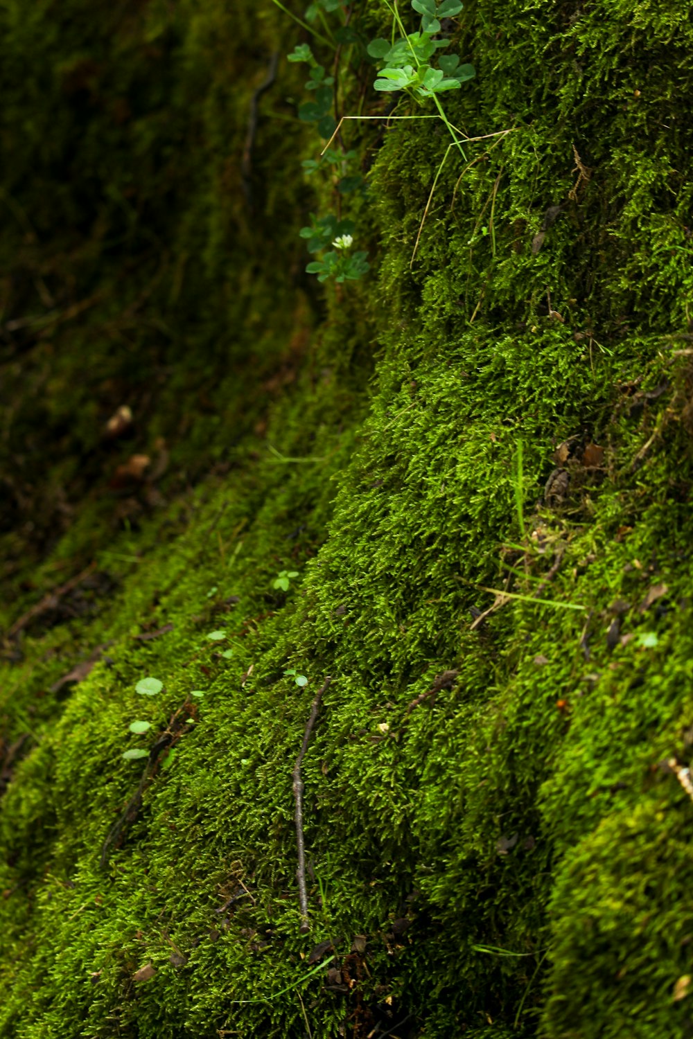 Une forêt verte avec des arbres