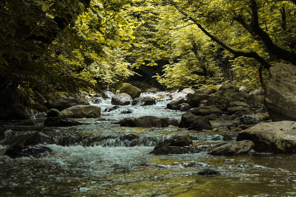 um rio com rochas e árvores