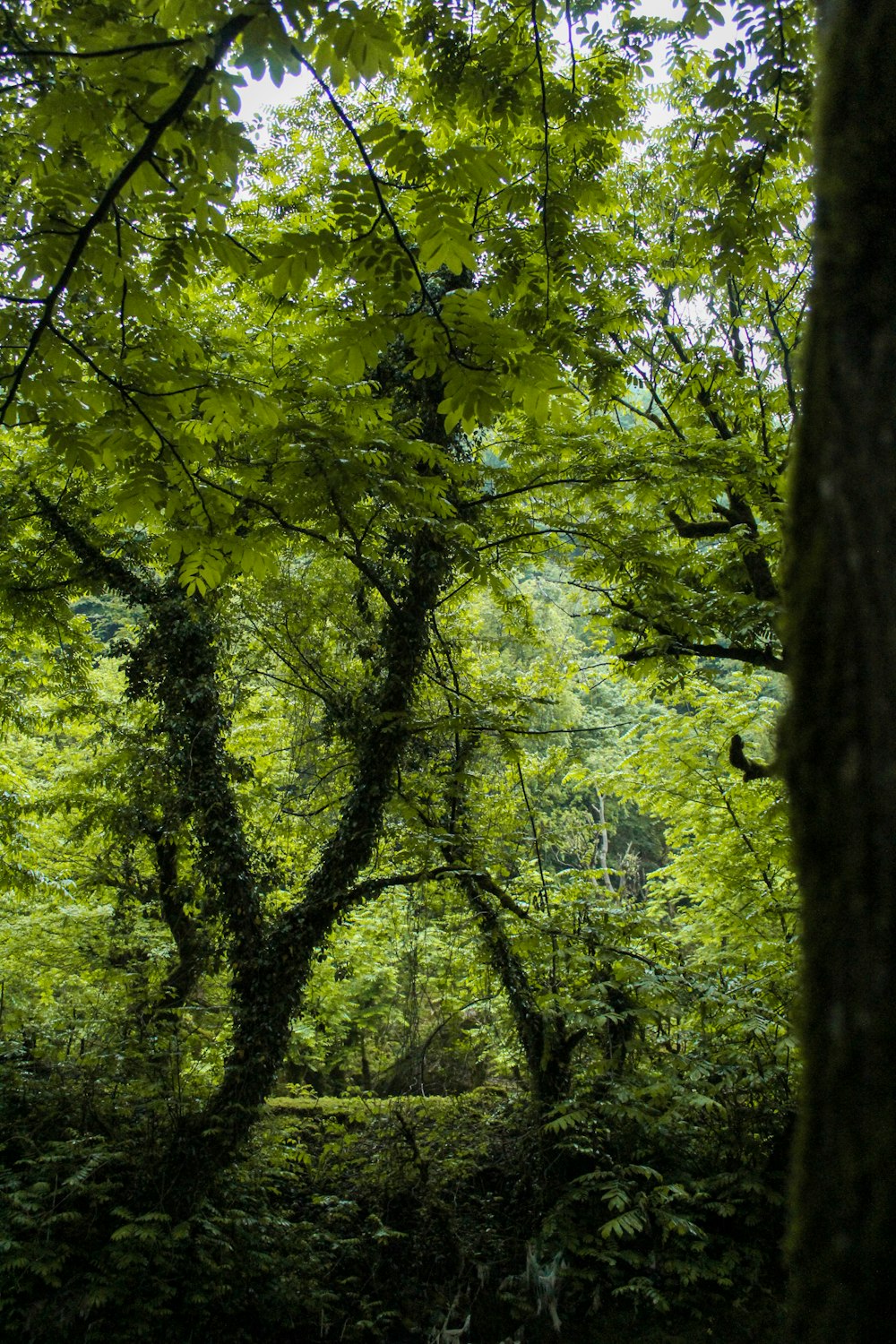 a forest with trees