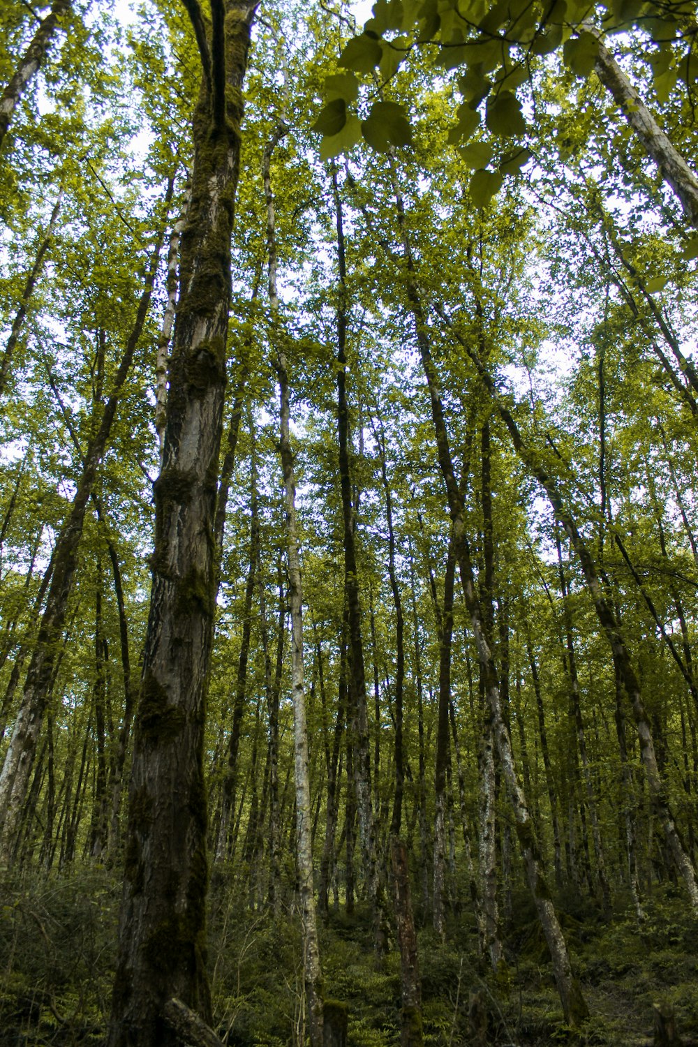 un groupe d’arbres