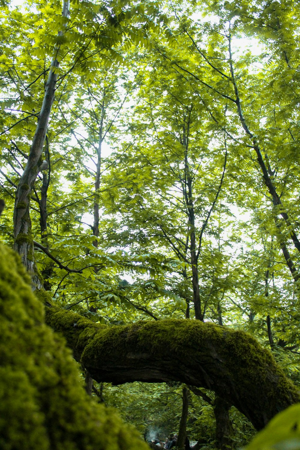 un groupe d’arbres avec de la mousse sur eux