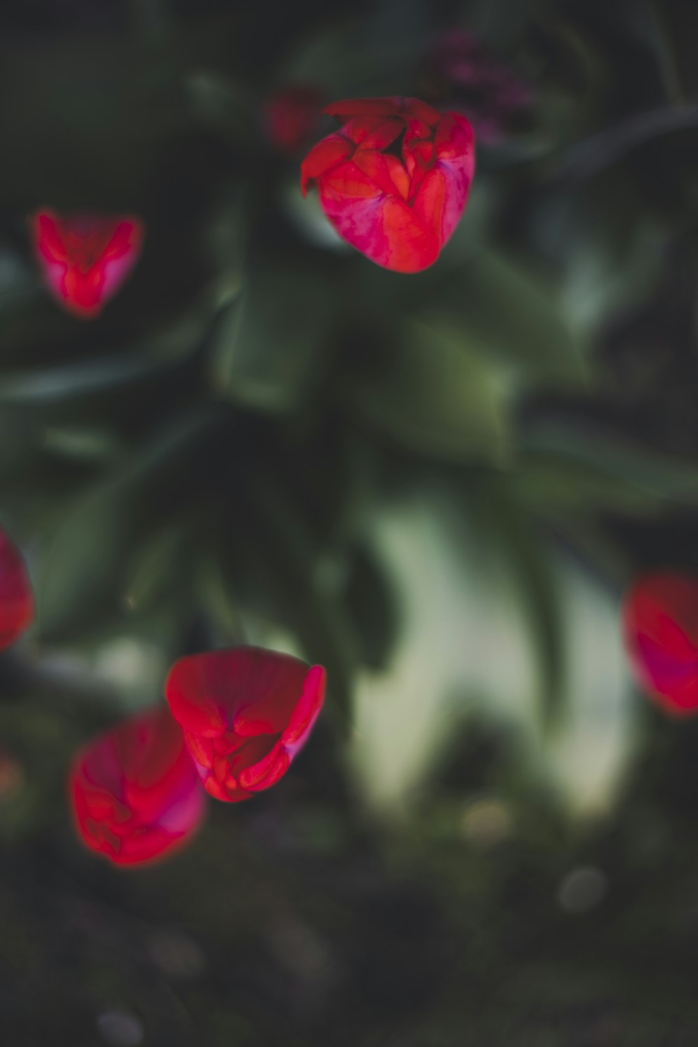 a close up of a flower