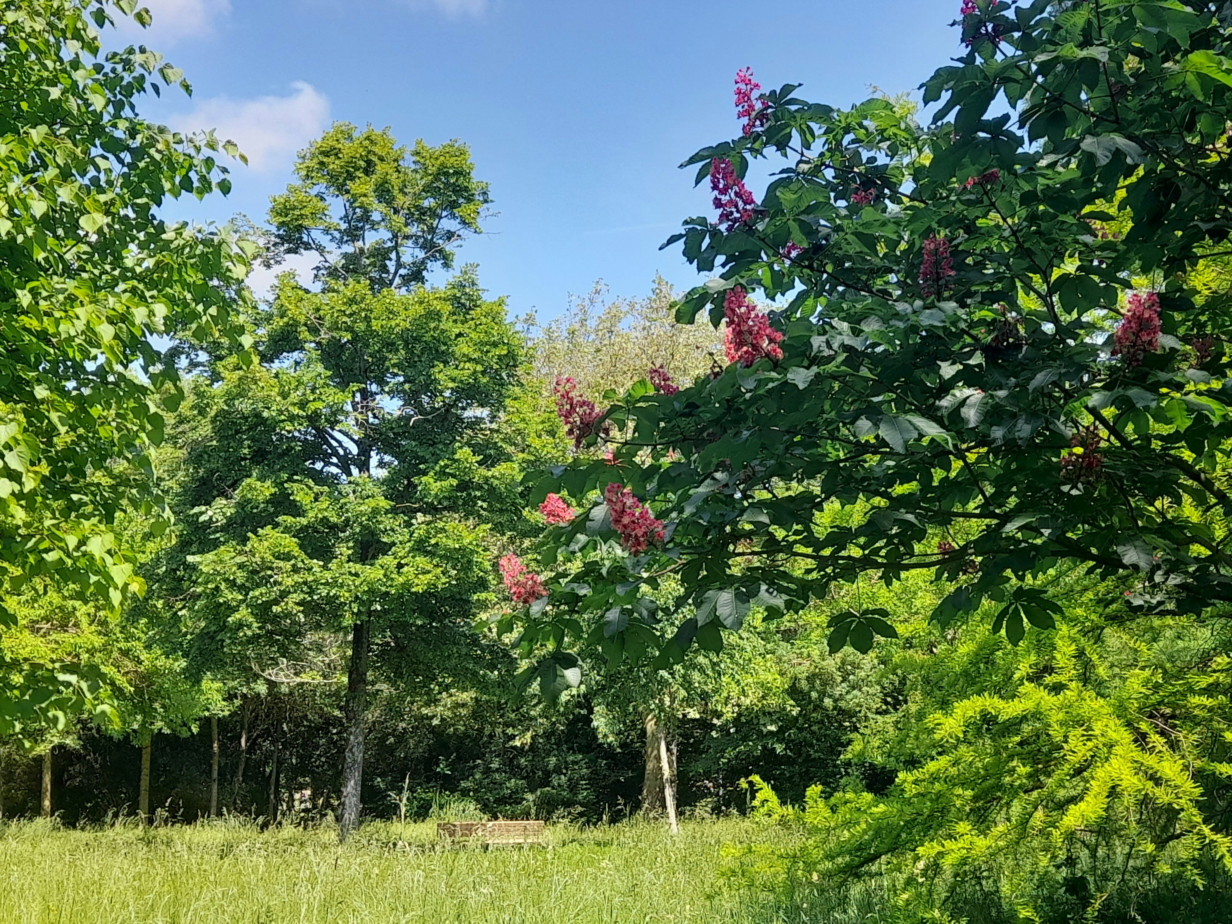 a group of trees with flowers
