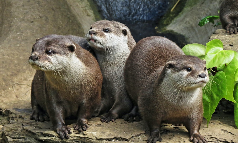 un groupe de loutres