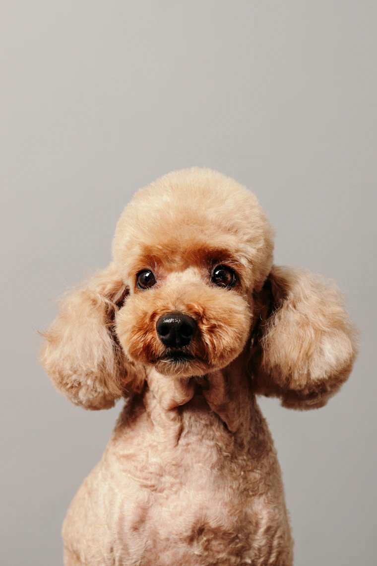 Waffles the doodle after grooming, apricot coat clipped and rounded