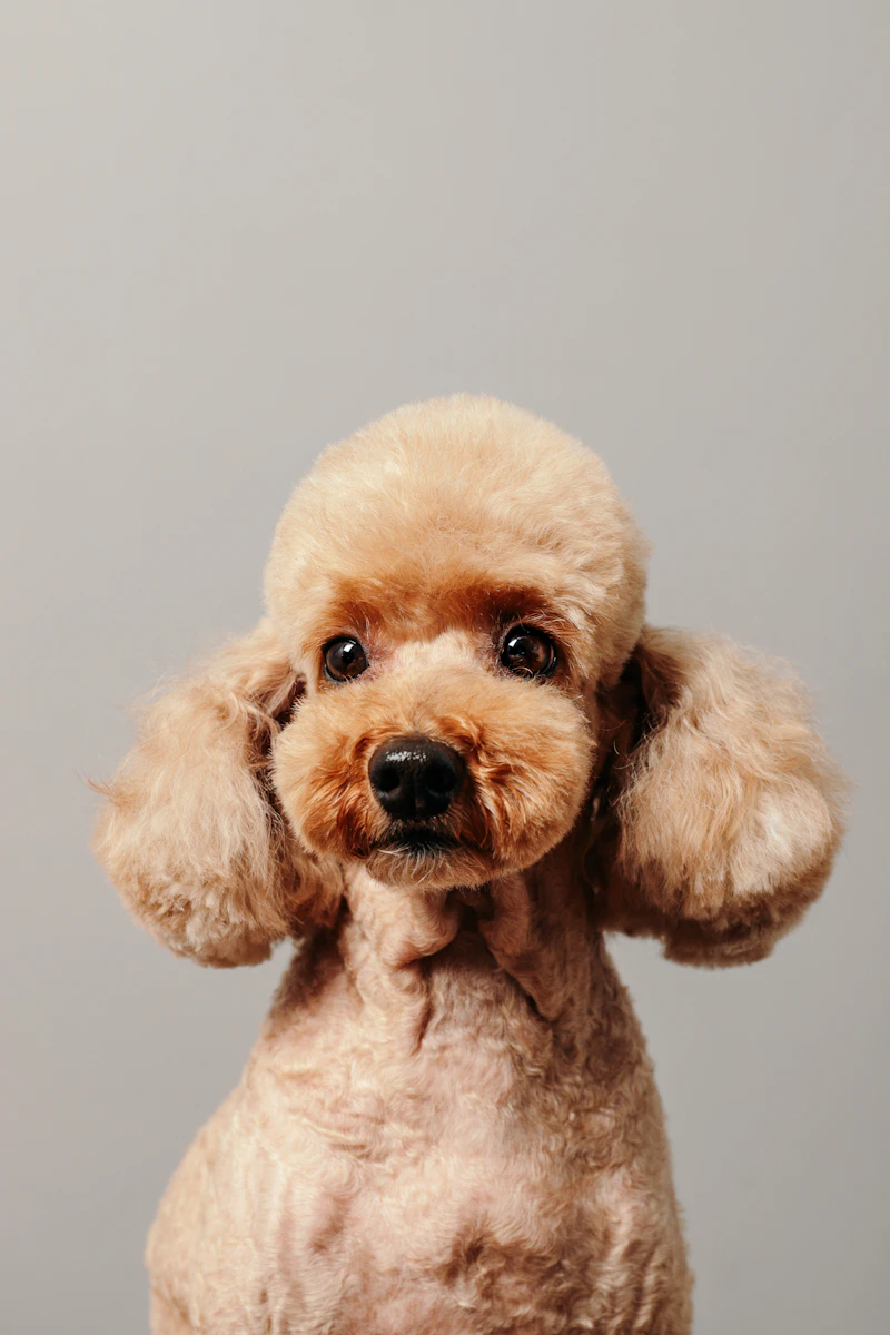 Full groom haircut