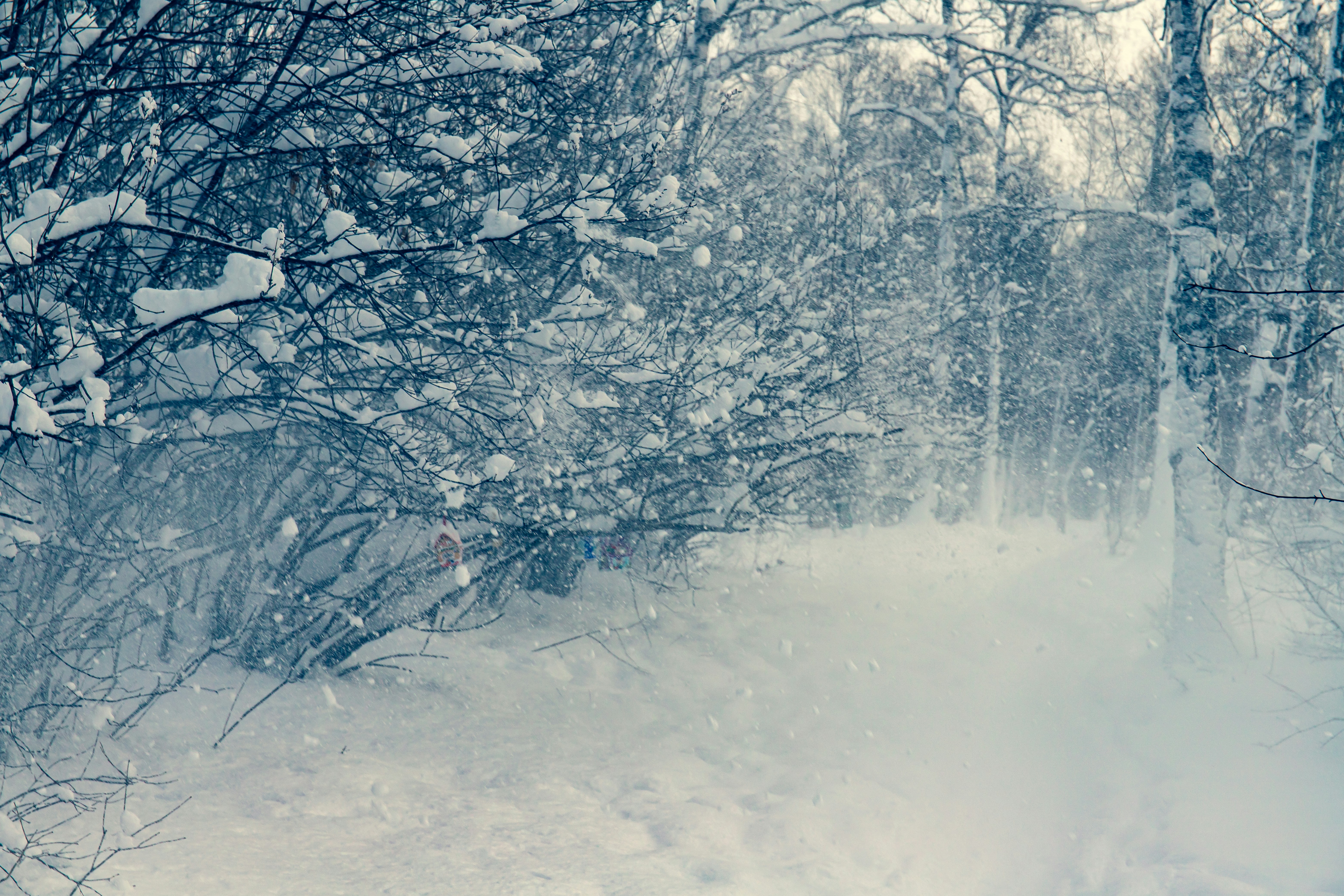 Photo by solomonikvik