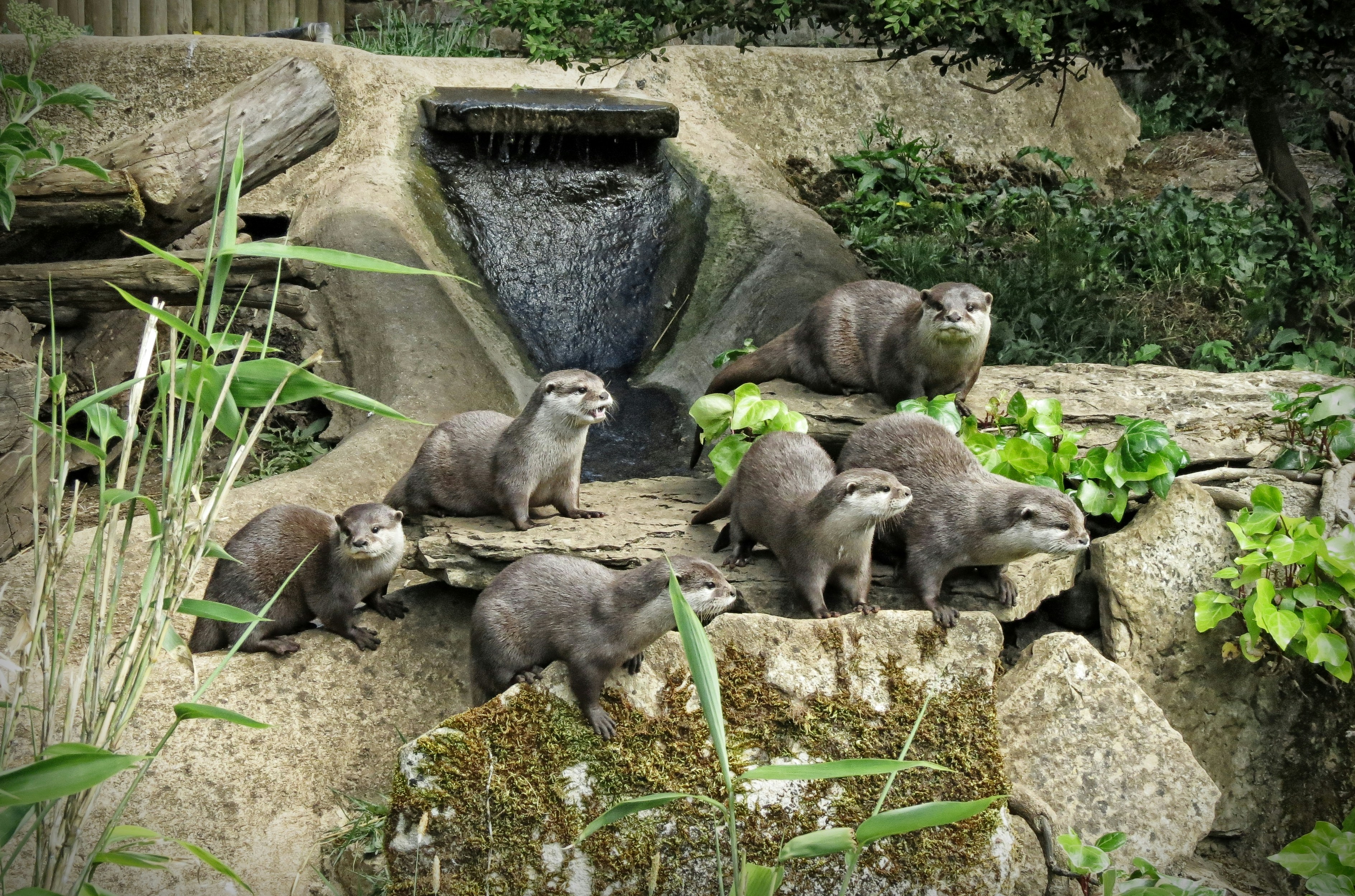 a group of animals in a rocky area, Otters at Cotswold Wildlife Park