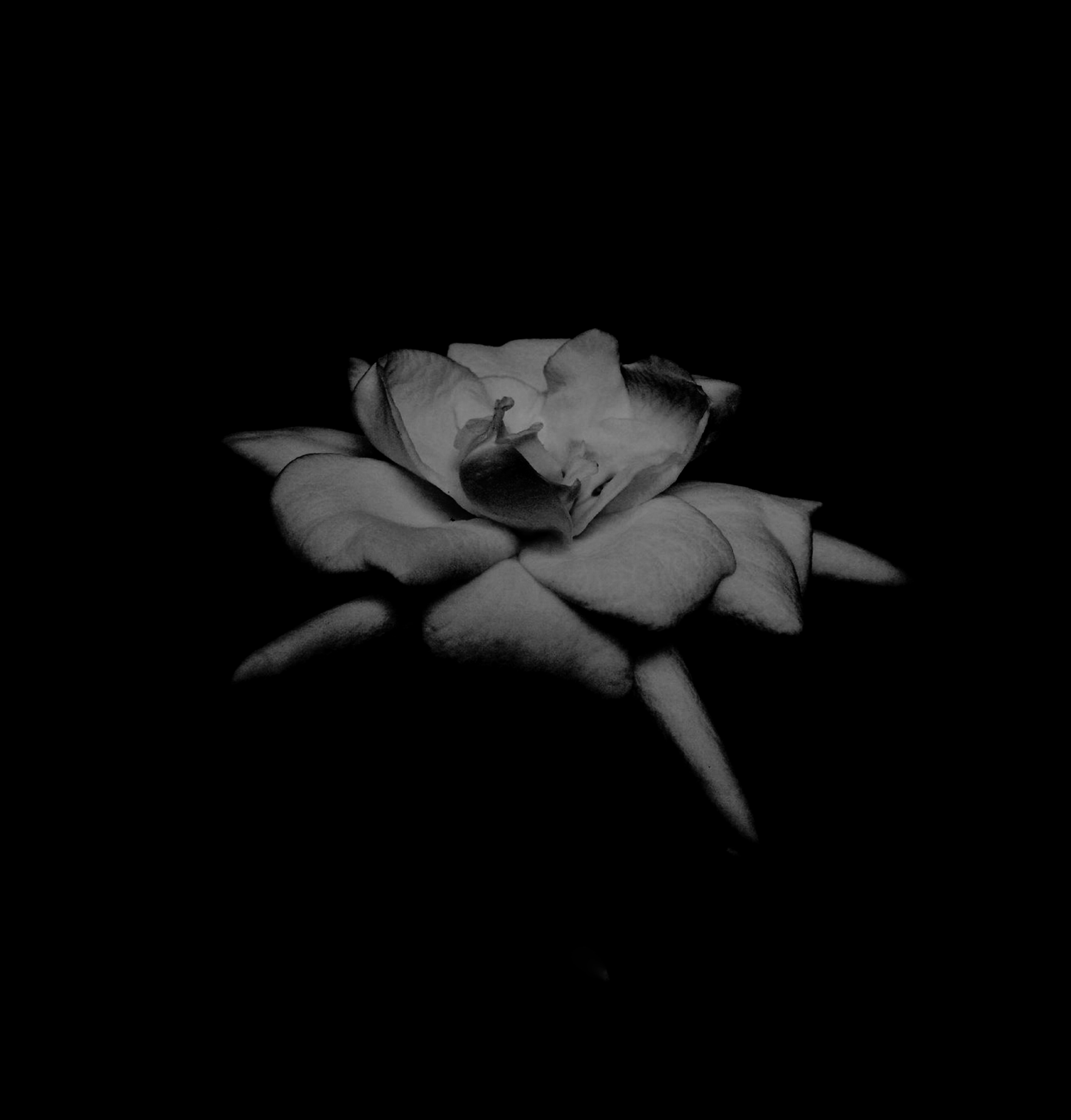 A couple of white flowers photo – Free High resolution wallpaper ...