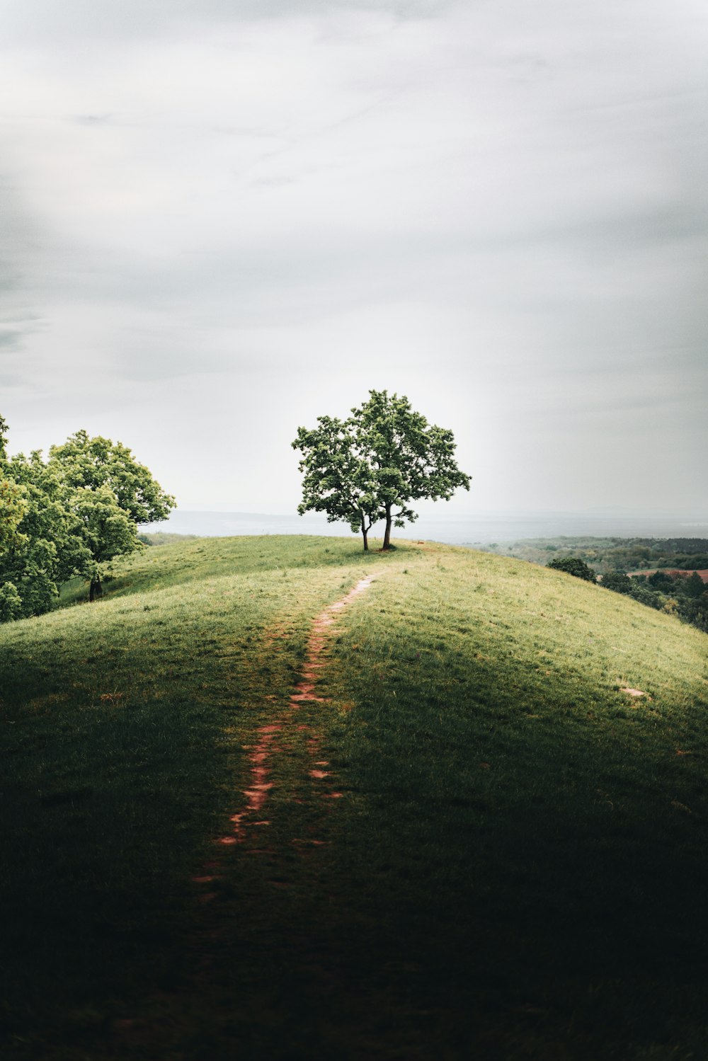 a dirt road with trees on the side