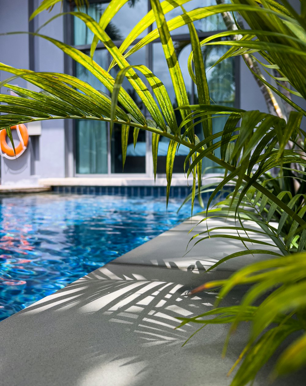 a plant next to a pool