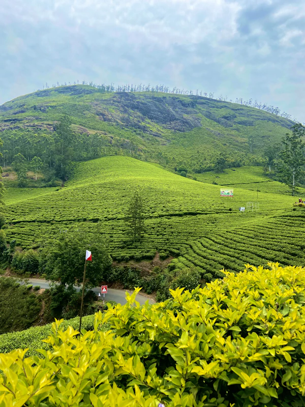 Munnar Honeymoon Package