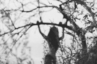 a tree with branches and leaves