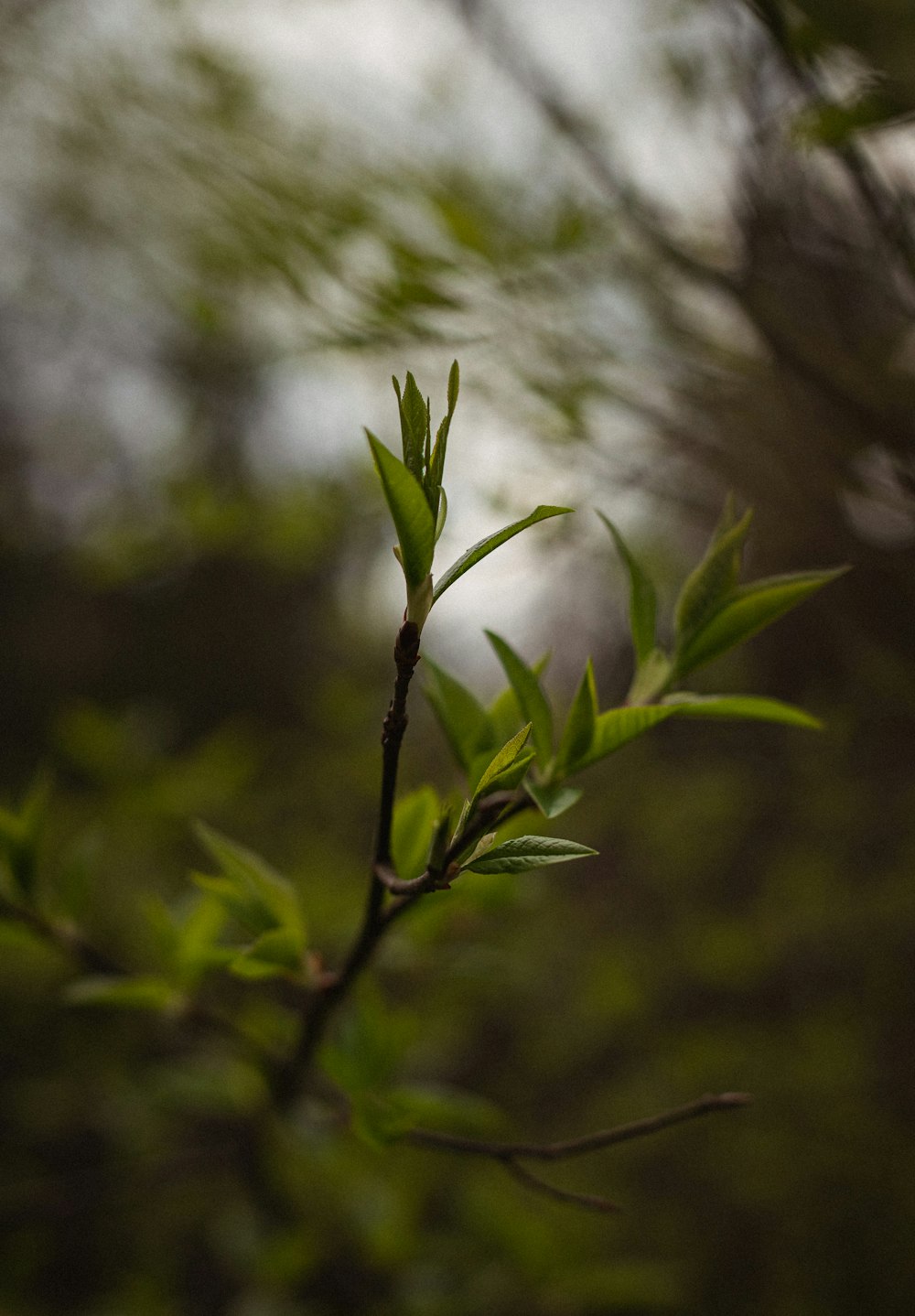 close up of a plant