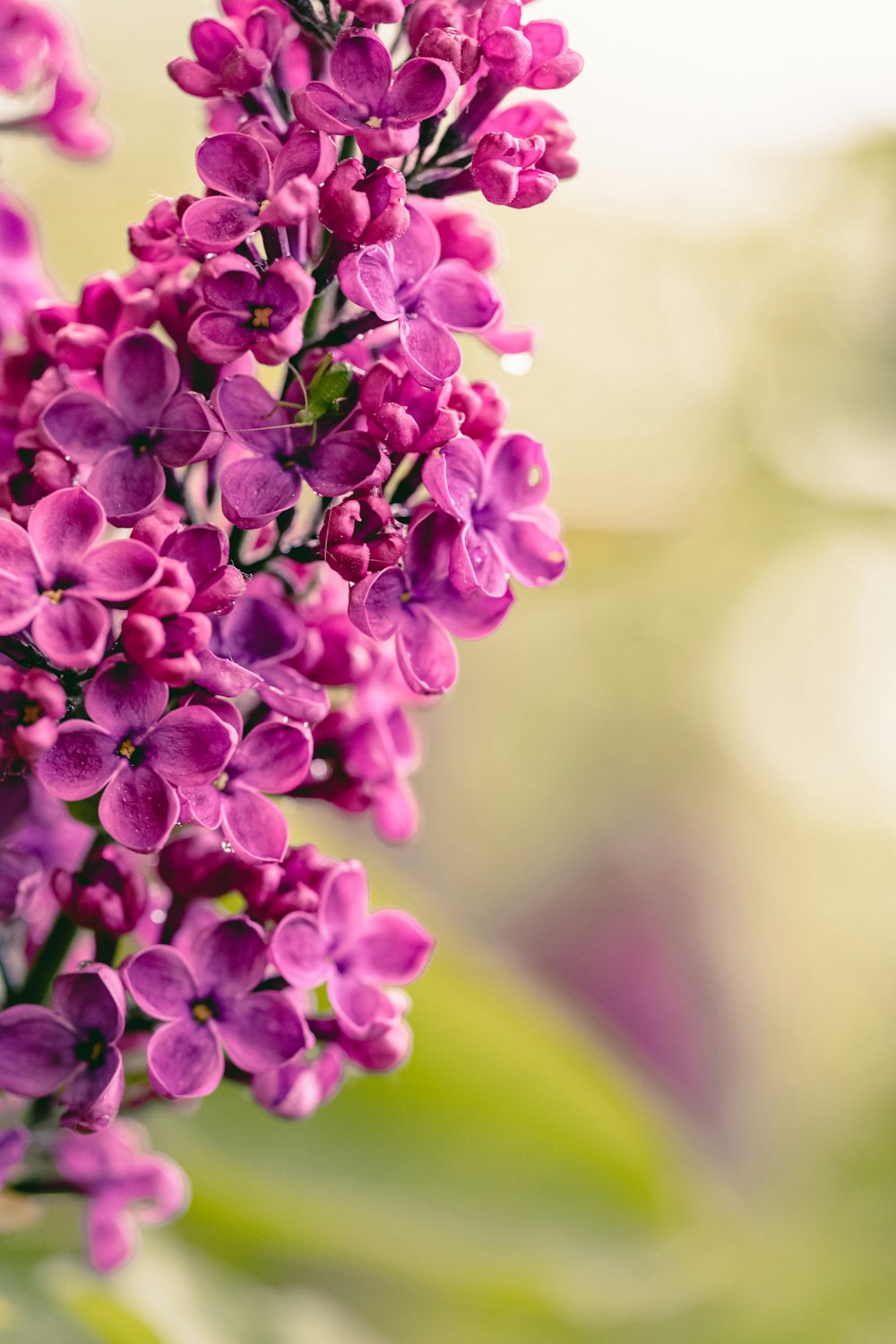 a close up of a purple flower