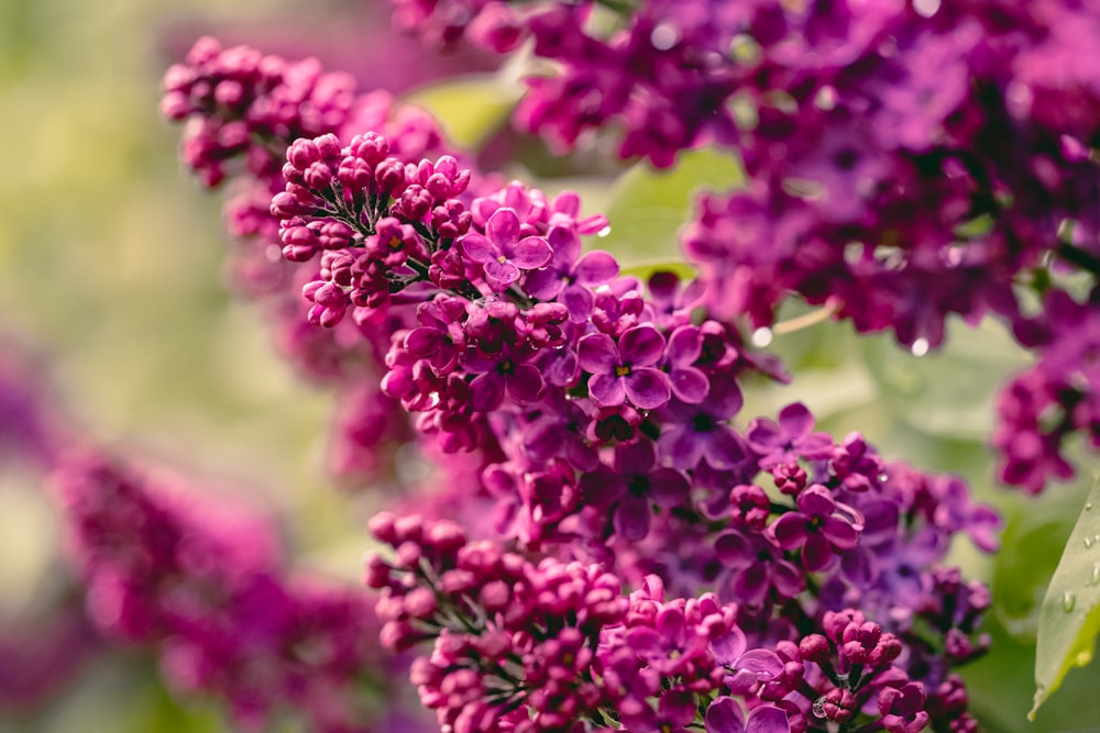 a close up of purple flowers