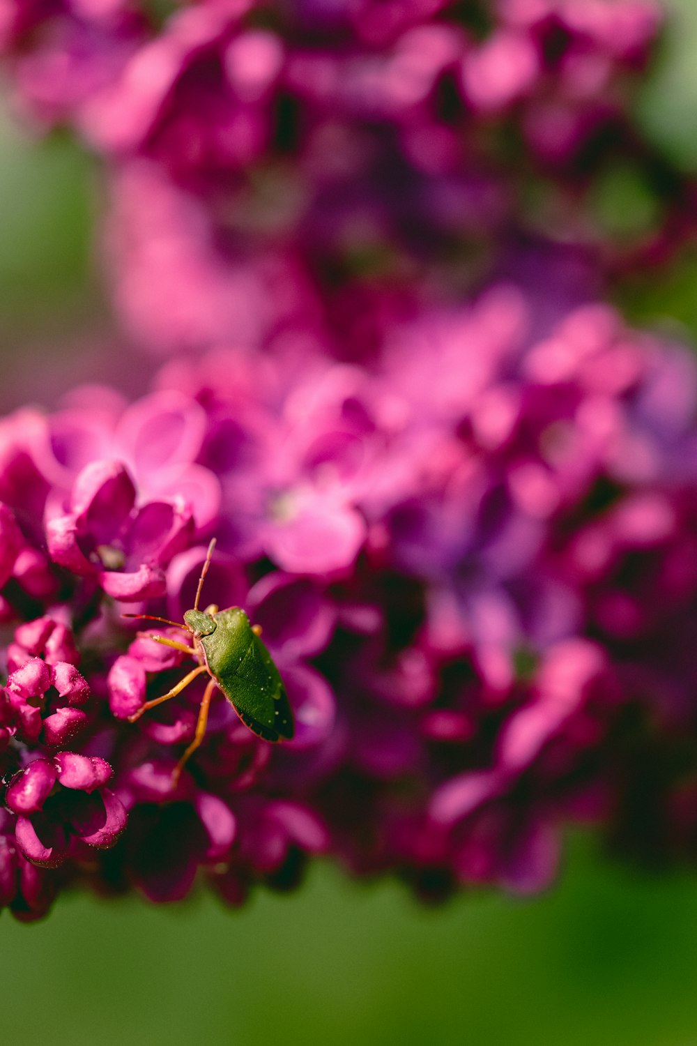 un insetto su un fiore