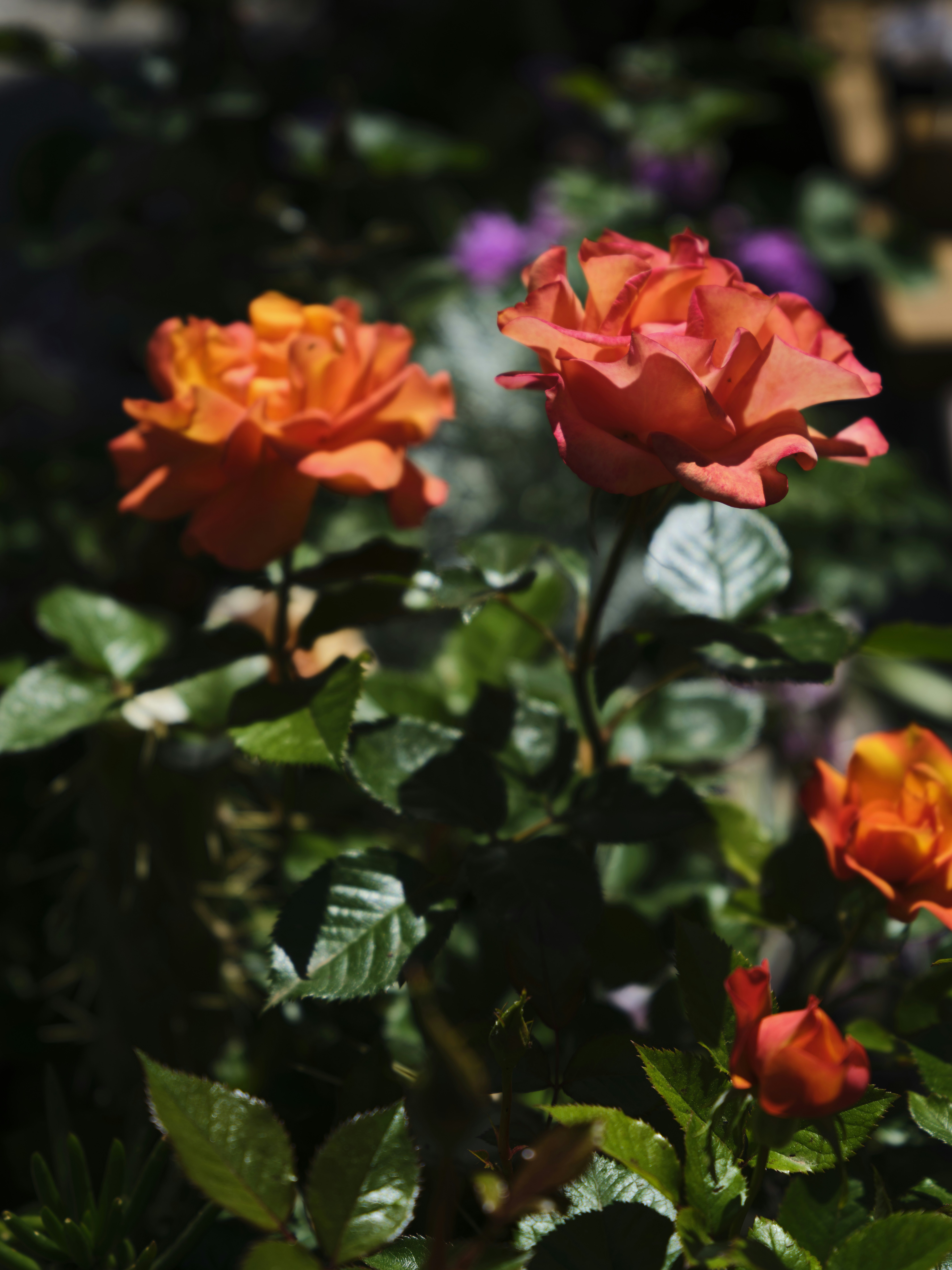 Photo by enginakyurt