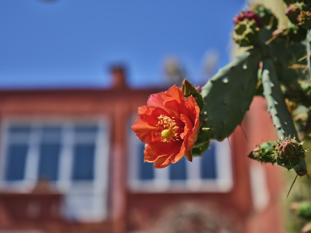 a close up of a flower