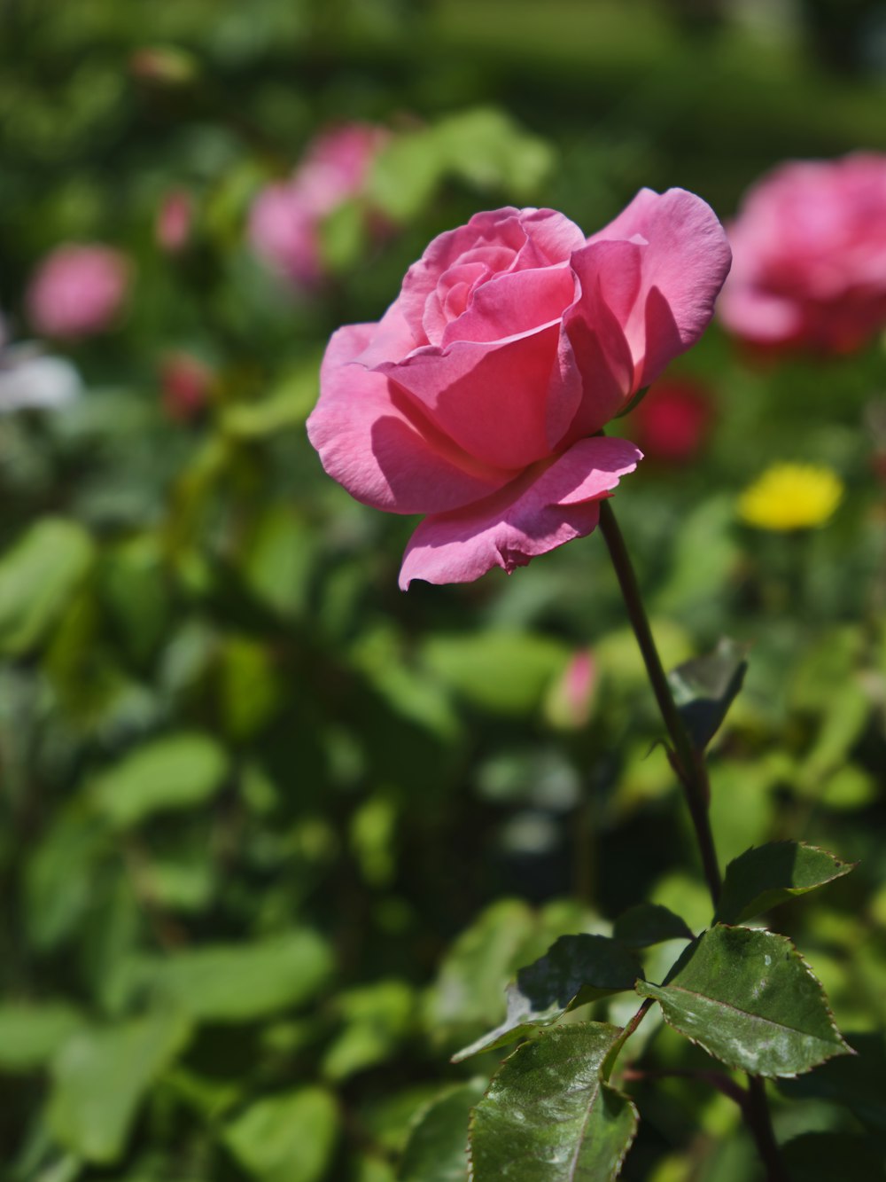 a close up of a pink rose