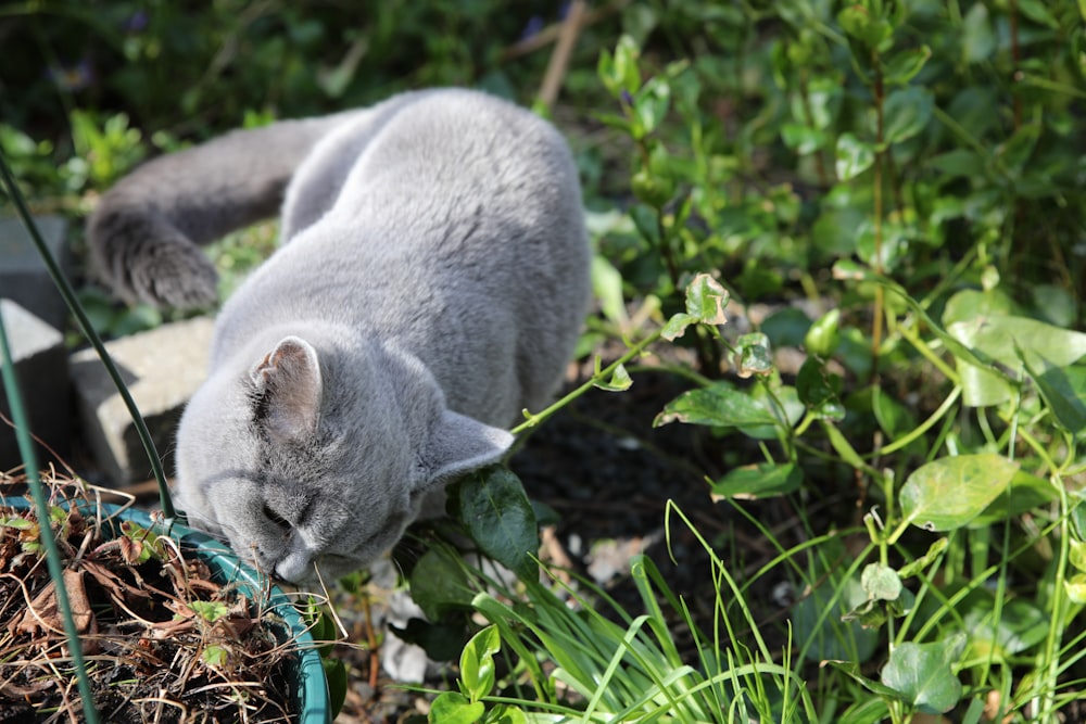 a cat lying in the grass