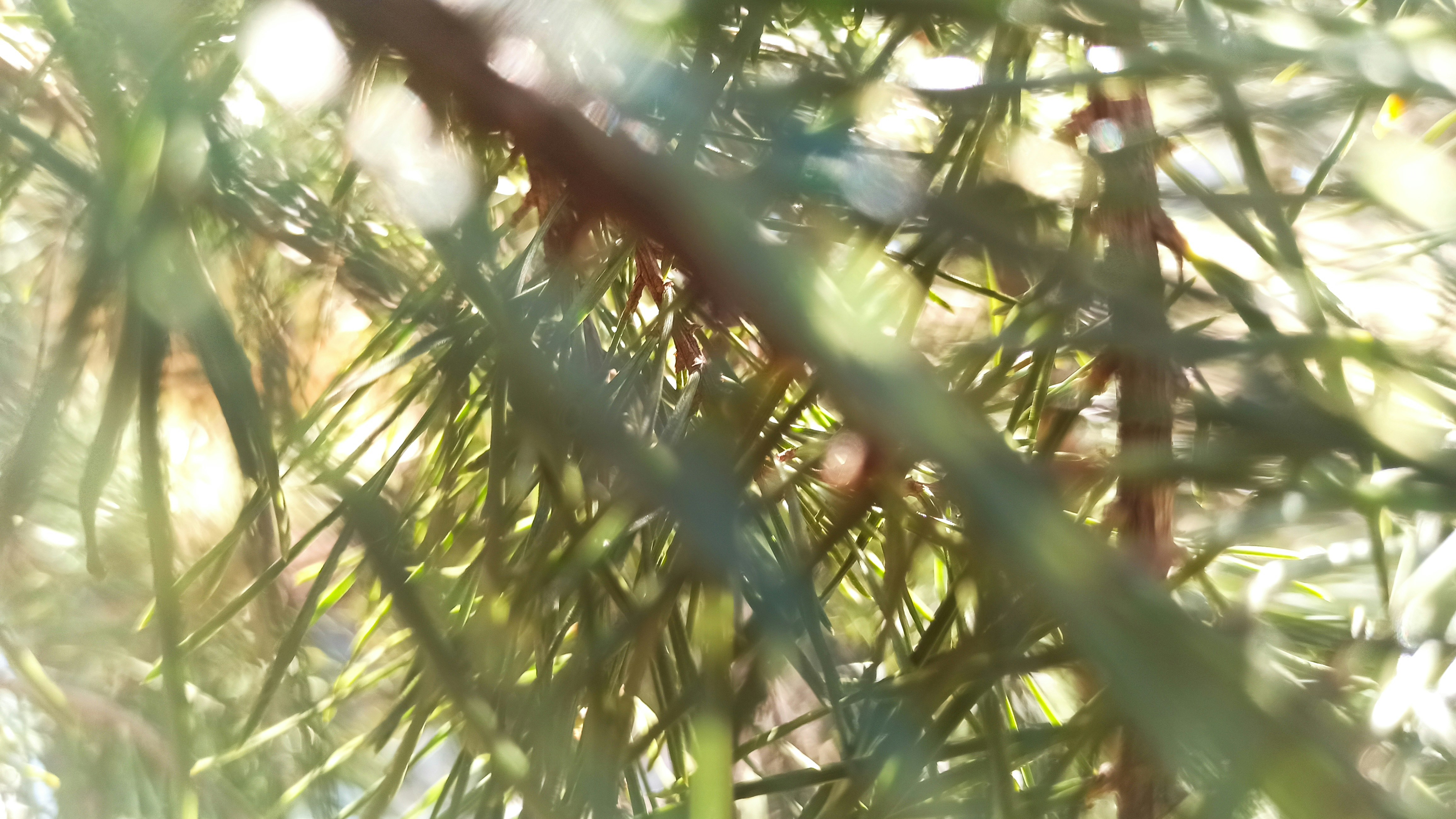 a spider in a web