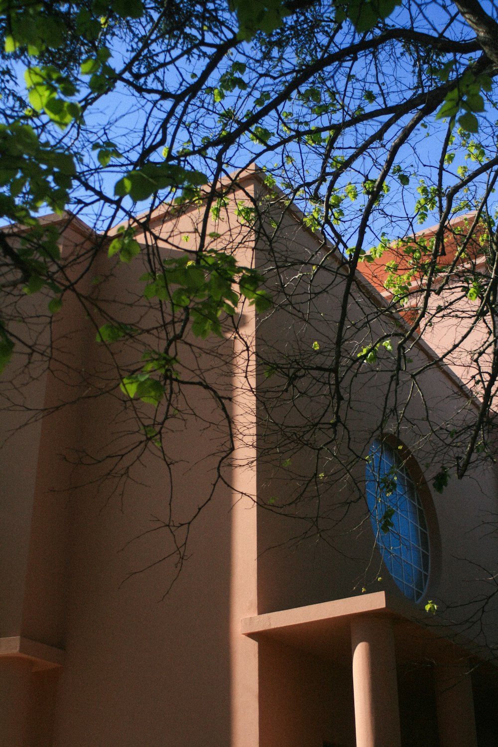 a tree with a building in the background