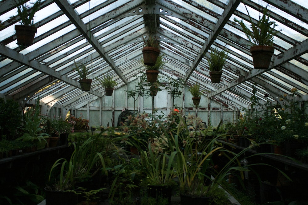 a greenhouse with many plants