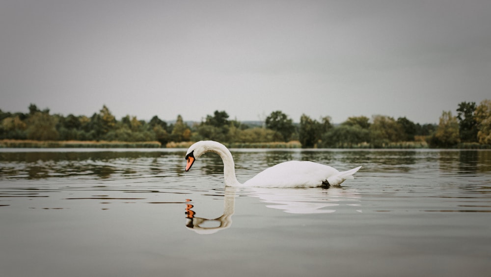 a swan swimming in a lake