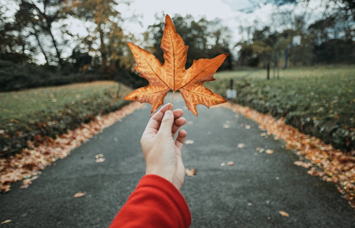 Dancing leaves in autumn
