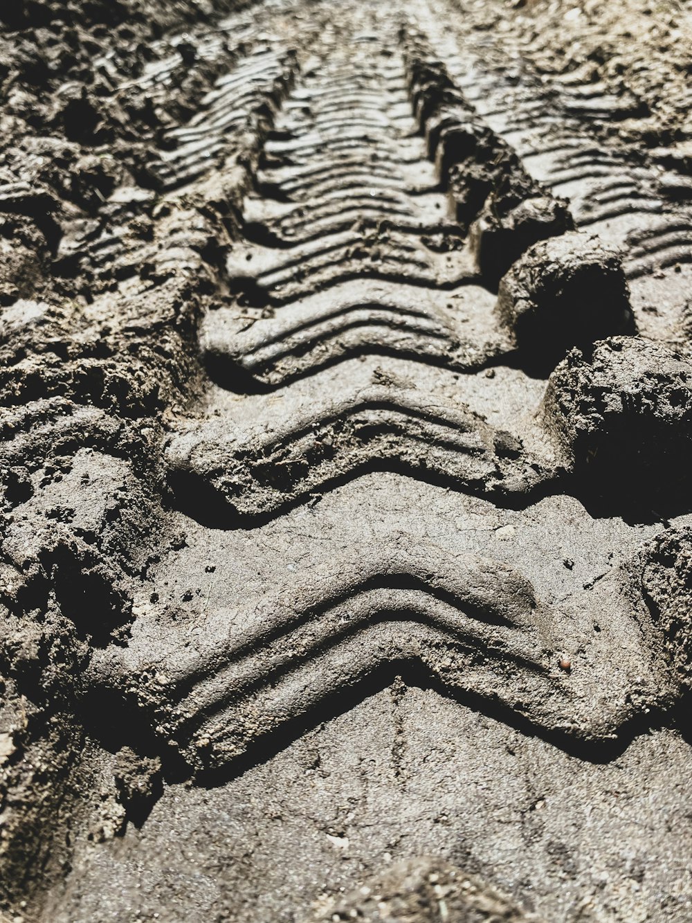 a close-up of a fossil