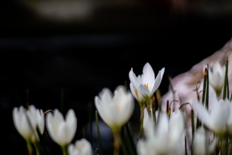 A delicate bouquet of white flowers with soft petals gently illuminated by morning light, symbolizing remembrance and peace.